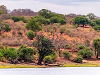 Rezerwat w Chobe (Botswana)